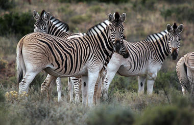 Zebras